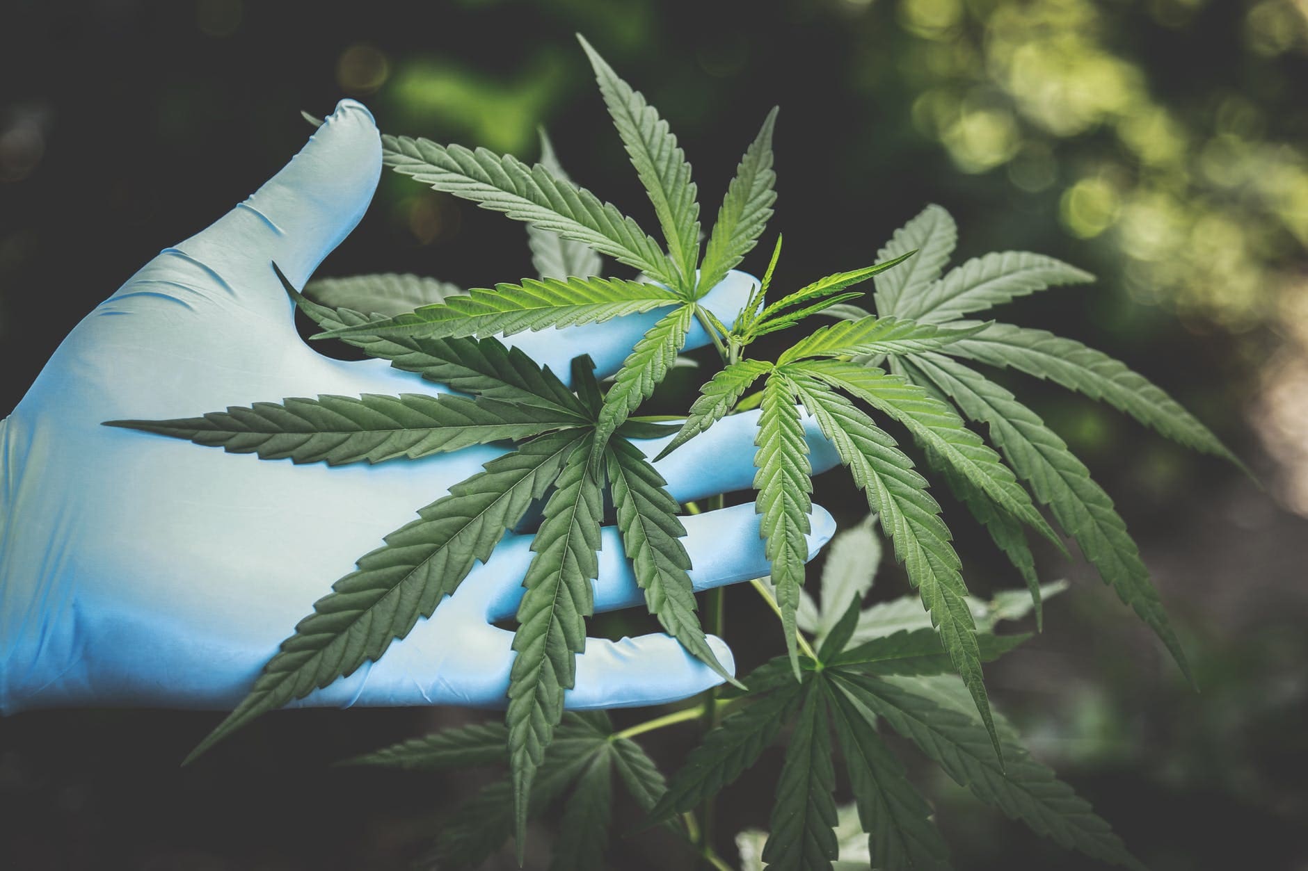 Can Medical Marijuana Help You?